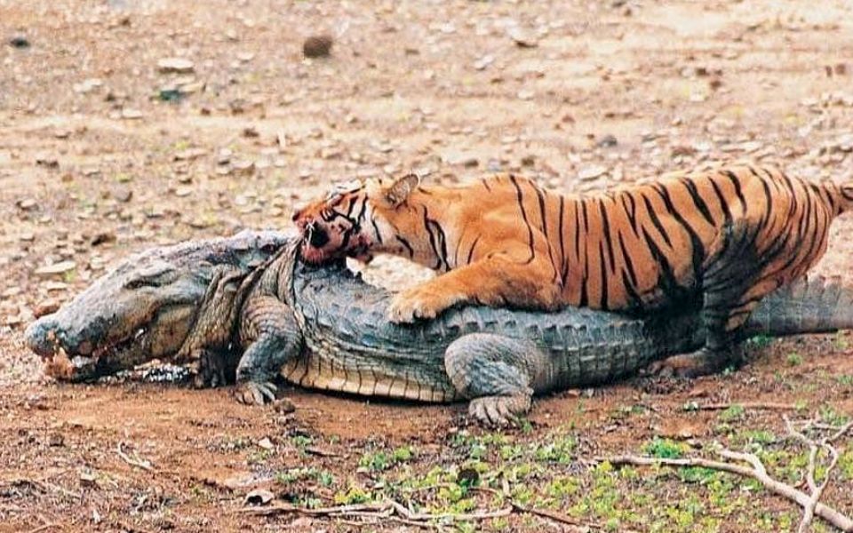 伦滕博尔老虎女王马琪莉当年经典杀鳄鱼镜头