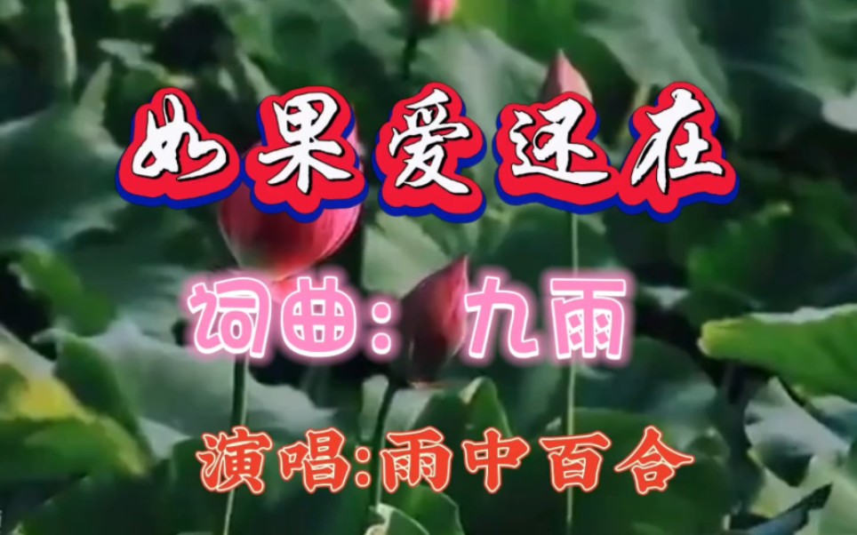 雨中百合《如果爱还在》,浓浓的爱,深深的情,令人回味