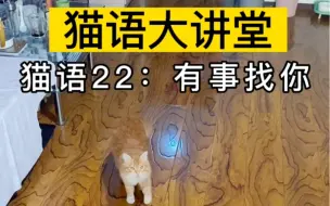 下载视频: 赶紧大声播放猫语“有事找你”，看看你家猫有什么反应？