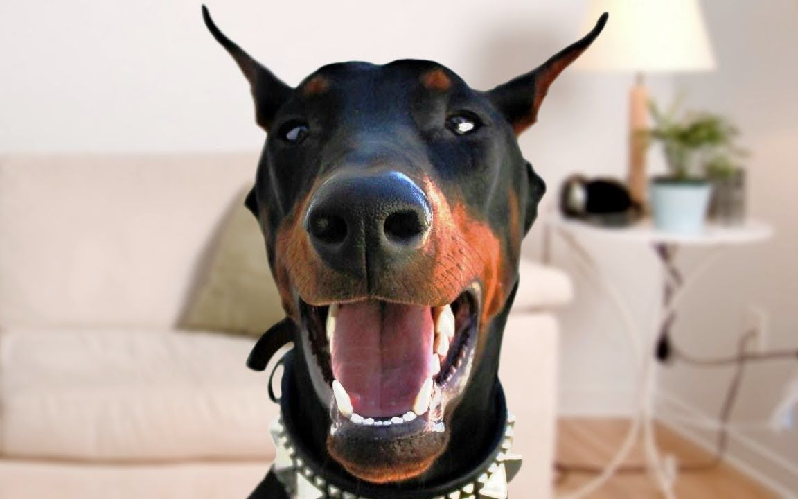 杜宾犬搞笑集锦第四弹