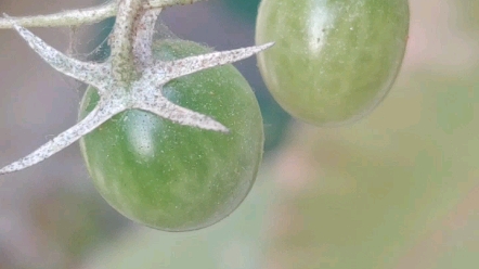 番茄叶片红蜘蛛图片图片