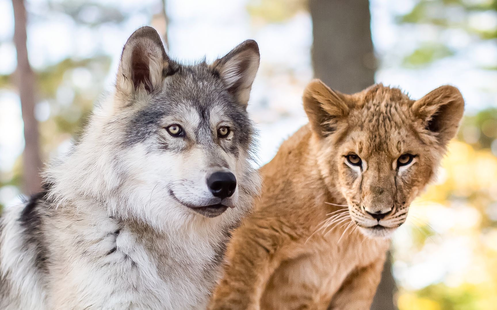 狼和狮子从小一起长大成了亲密无间的家人一部超感人的治愈电影
