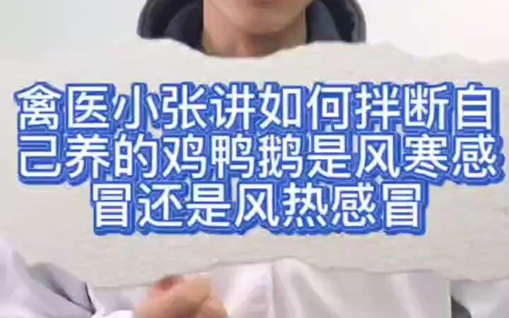 禽医小张讲养殖鸡鸭鹅如何判断是风寒感冒还是风热感冒鸡风寒感冒症状用什么药鸡风寒感冒和风热感冒的区别和症状治疗家禽风寒感冒的药鸡鸭鹅感冒了怎...