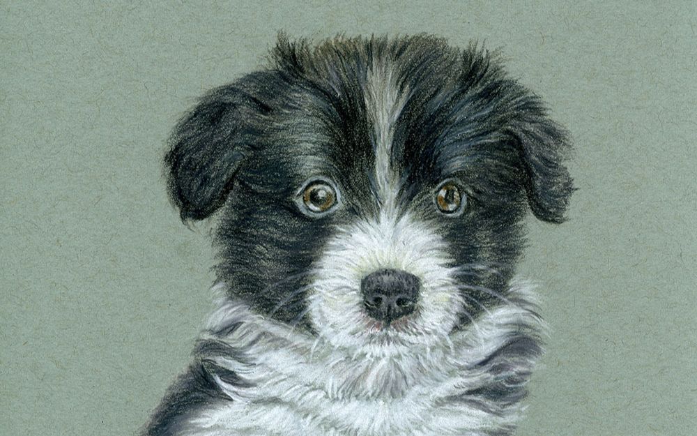 彩铅手绘教程——小小的边牧_哔哩哔哩_bilibili