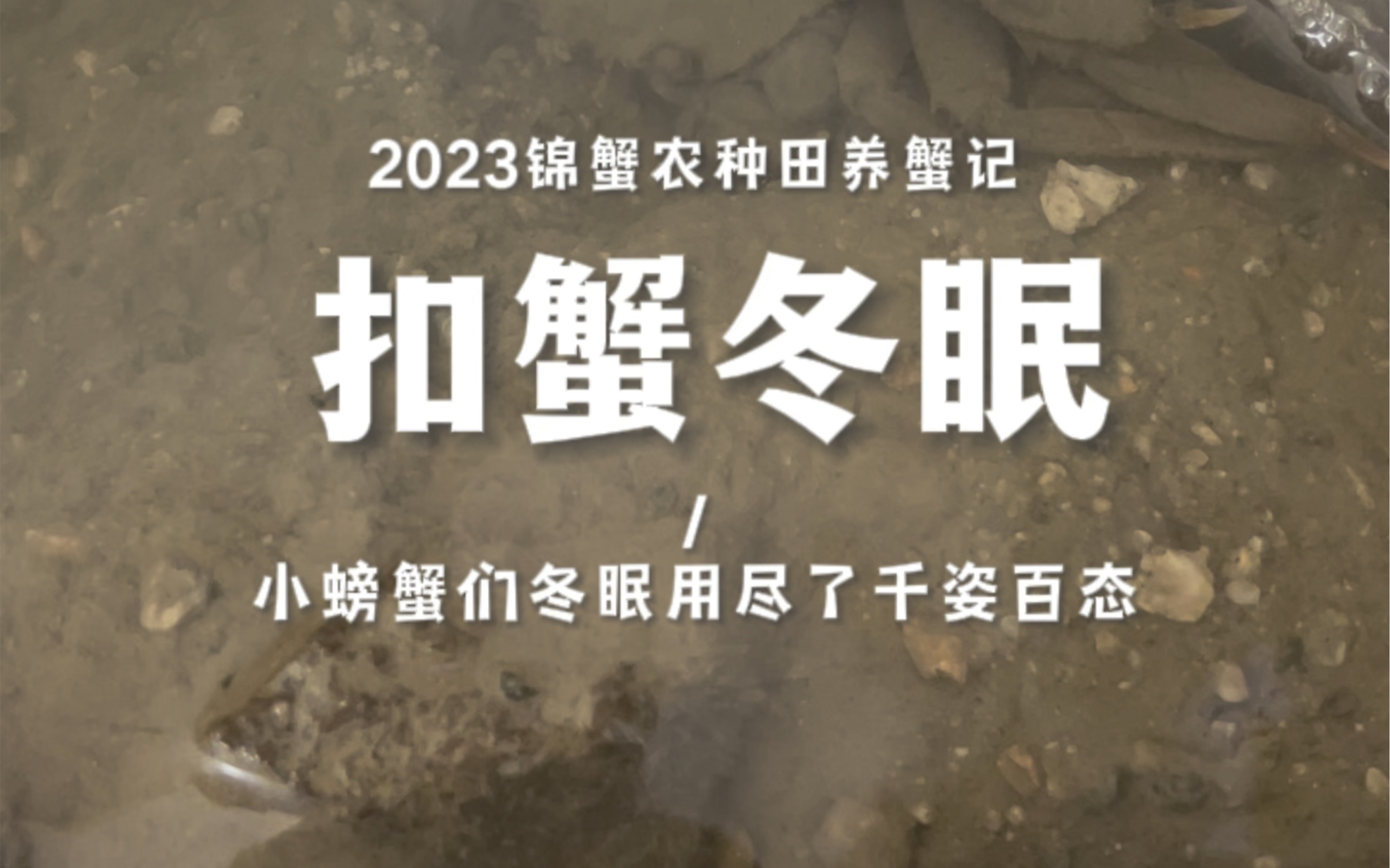 今日北方的小年,顺便见识一下冬眠状态下的小螃蟹.哔哩哔哩bilibili