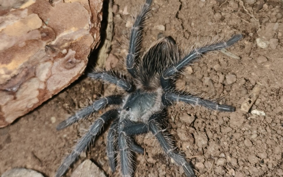 巴西所罗门苗子到养成!