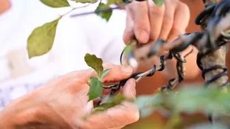 下载视频: ⟪一起学盆景⟫  第117期  老鸦柿盆景生病了