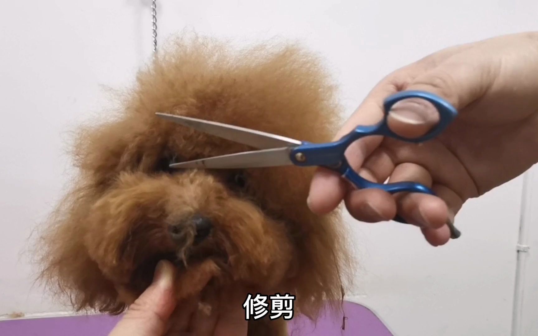 宠物美容师教你如何修剪泰迪头,简单易学,剪完还以为换了一只狗