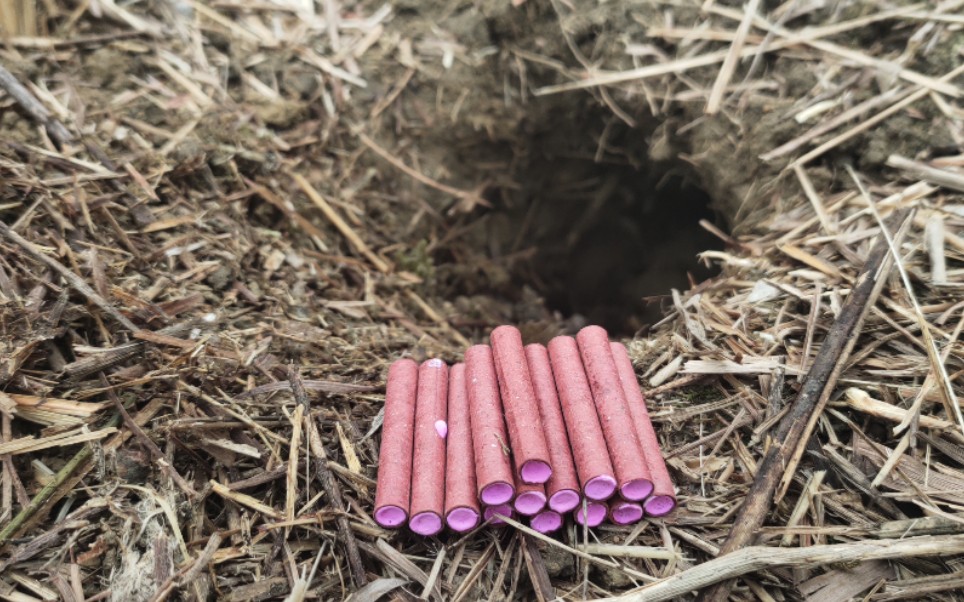 小伙把"擦炮"放进老鼠洞,给老鼠拜年!太好玩了!