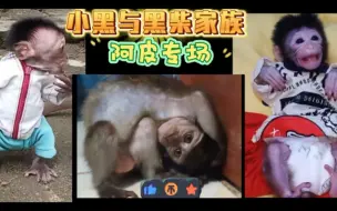 Download Video: 分享大家最喜欢的小猴干饭系列（小黑与黑柴家族奇葩式喝奶）