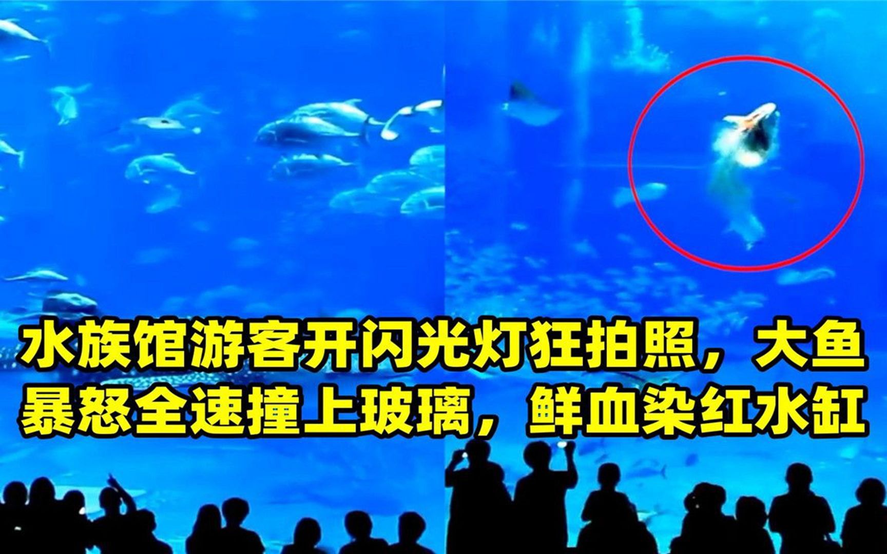 水族馆游客开闪光灯狂拍照,大鱼暴怒全速撞上玻璃,鲜血染红水缸哔哩哔哩bilibili