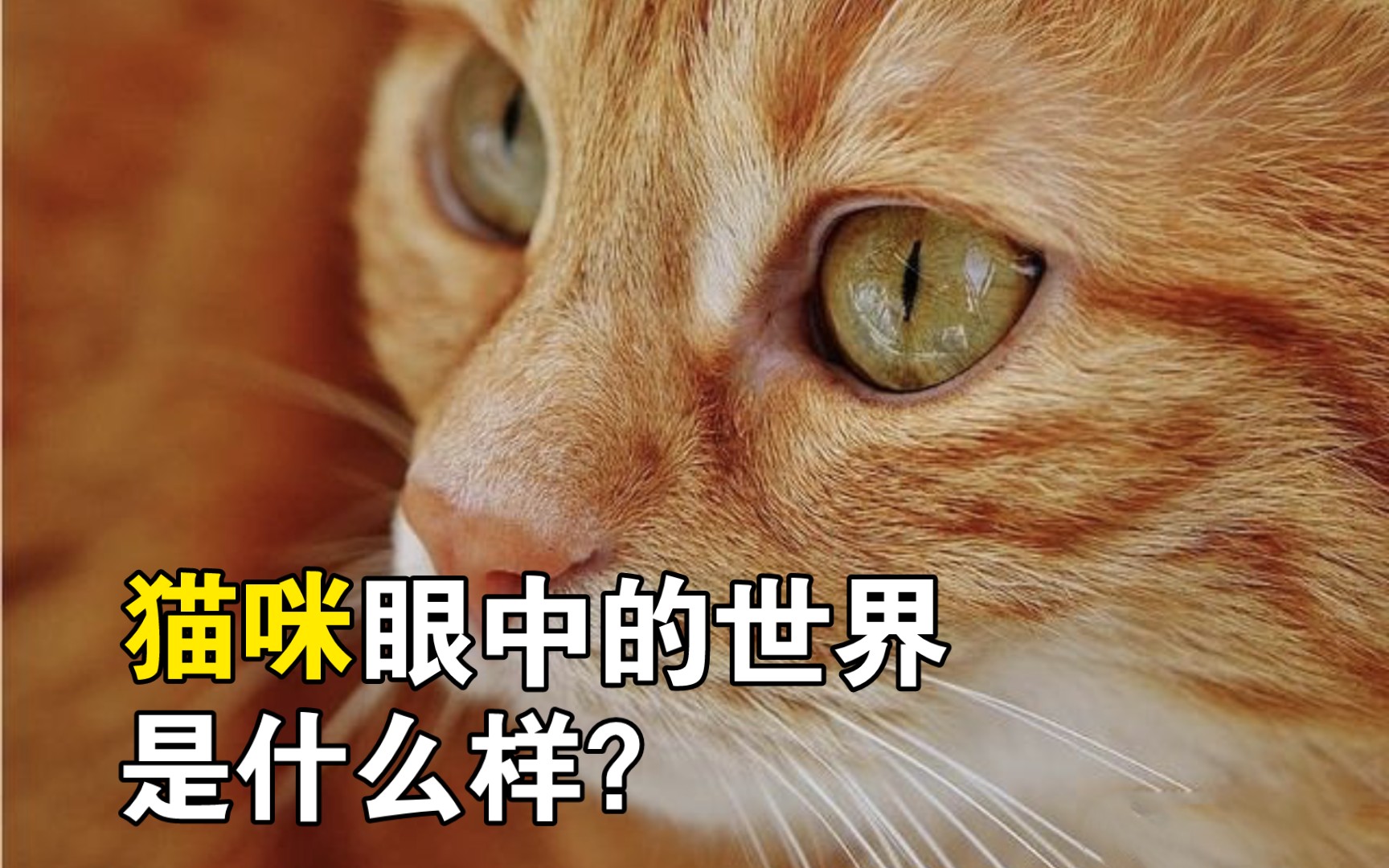 猫咪眼中的世界是什么样子?