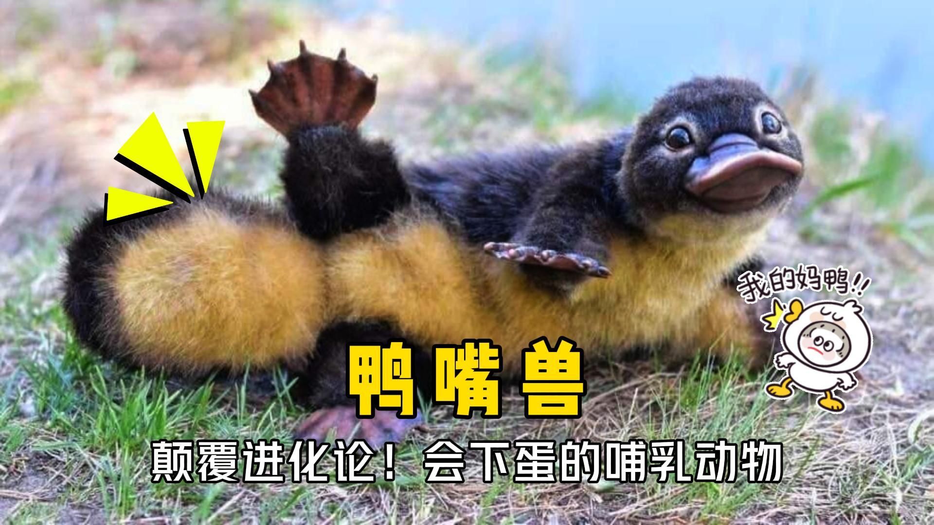 鸭嘴兽进化数码宝贝图片