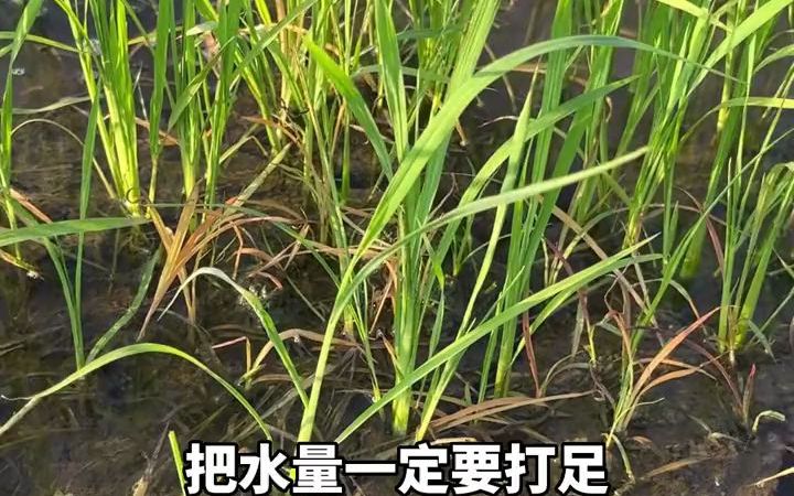 【了解三农】水稻田三棱草草龄大了,水稻圆杆不敢随便用药,用灭草松可以除干净三棱草,对水稻还安全哔哩哔哩bilibili