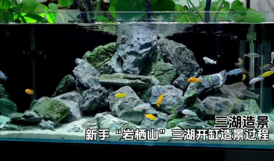 三湖造景 新手"岩栖山"三湖开缸造景过程