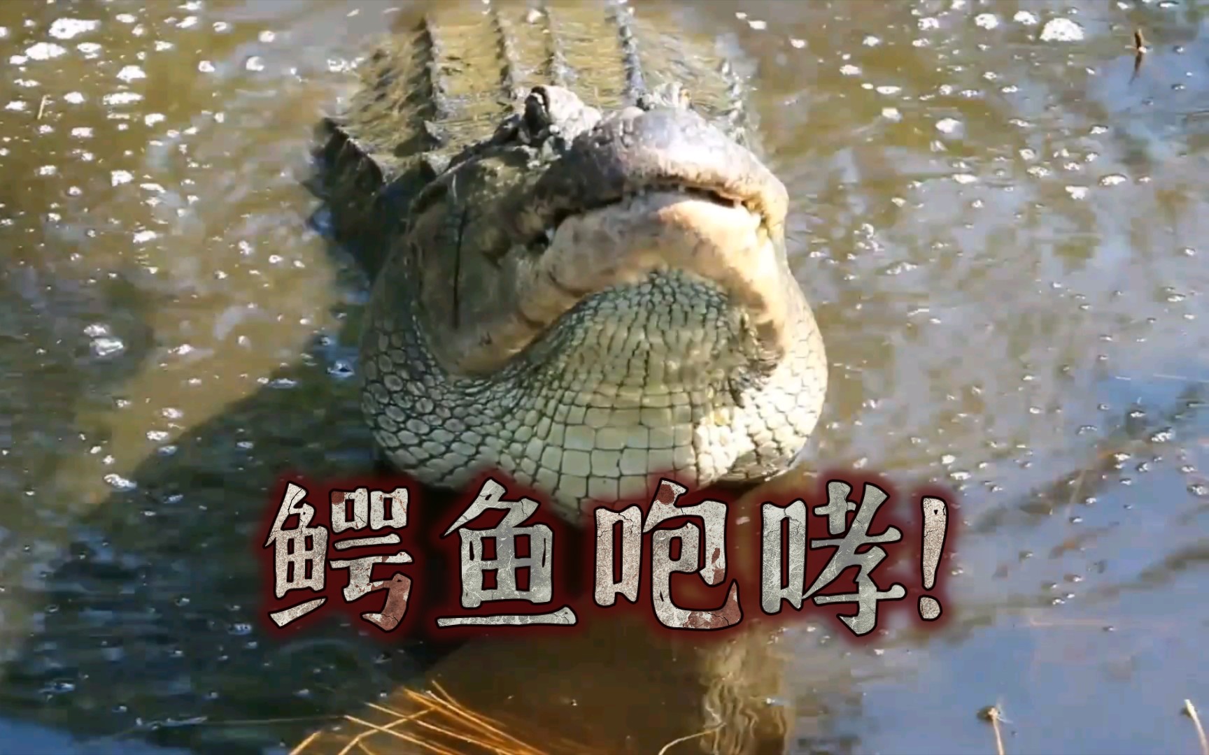 《鳄鱼叫声听过吗?》鳄鱼咆哮!