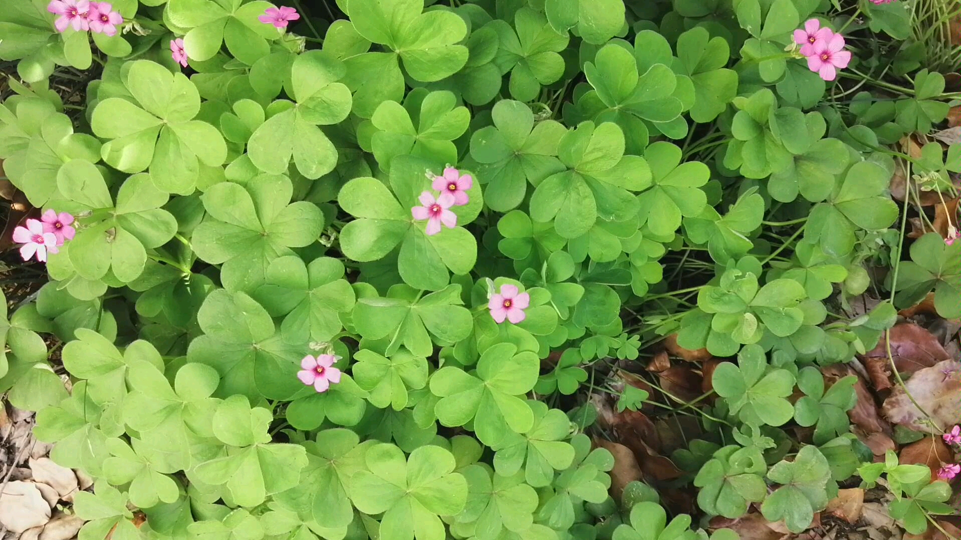 树林边,地面的三叶草开花了,粉红色的小花很美丽
