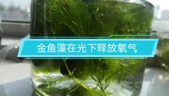 青鳉 金鱼藻开花 哔哩哔哩 Bilibili