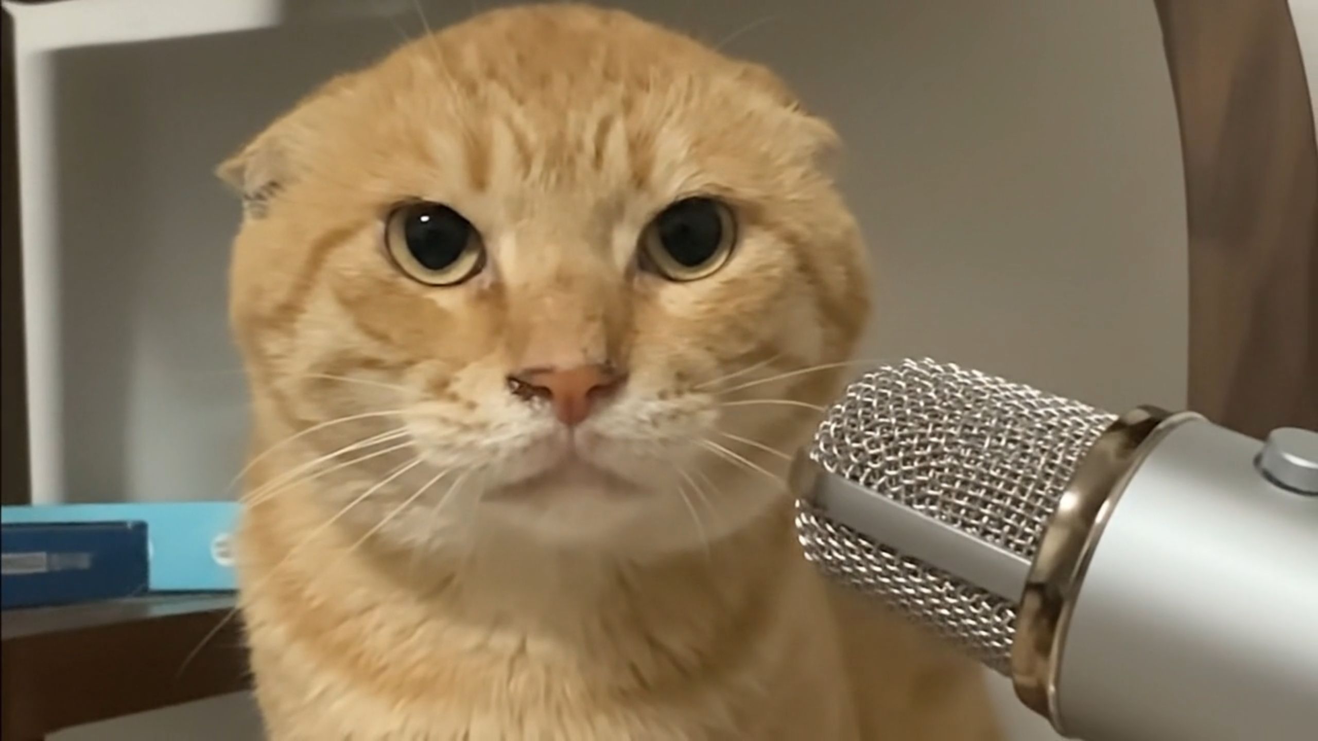 【ASMR】哈基米耄耋的触发音助眠🐱