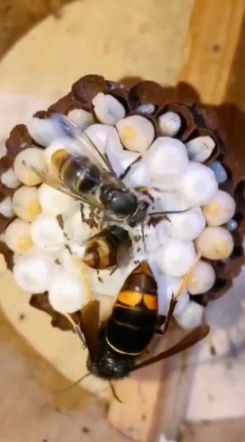 蜜蜂蜜蜂产卵全过程