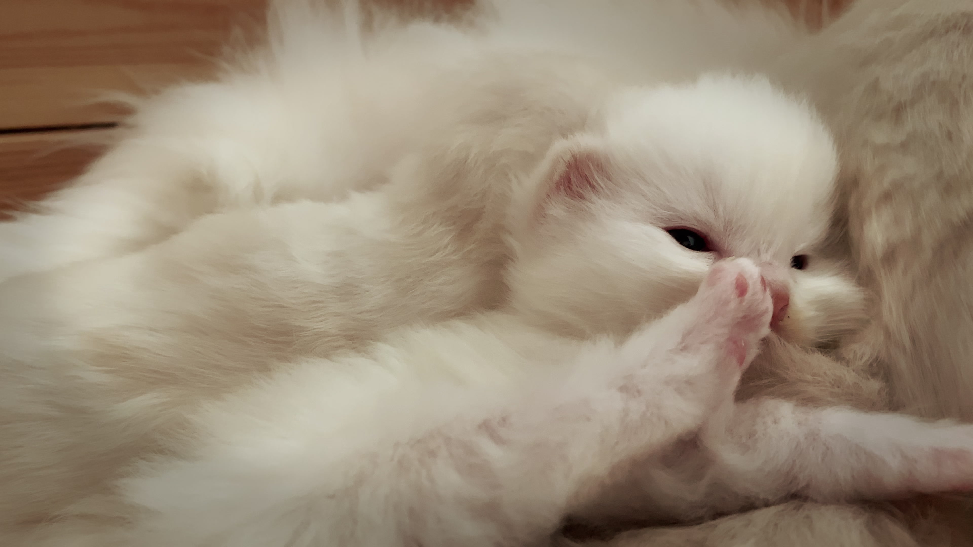 4k撸猫vlog 布偶猫小奶猫的日常一天 iriedoll布偶猫舍_哔哩哔哩_bili