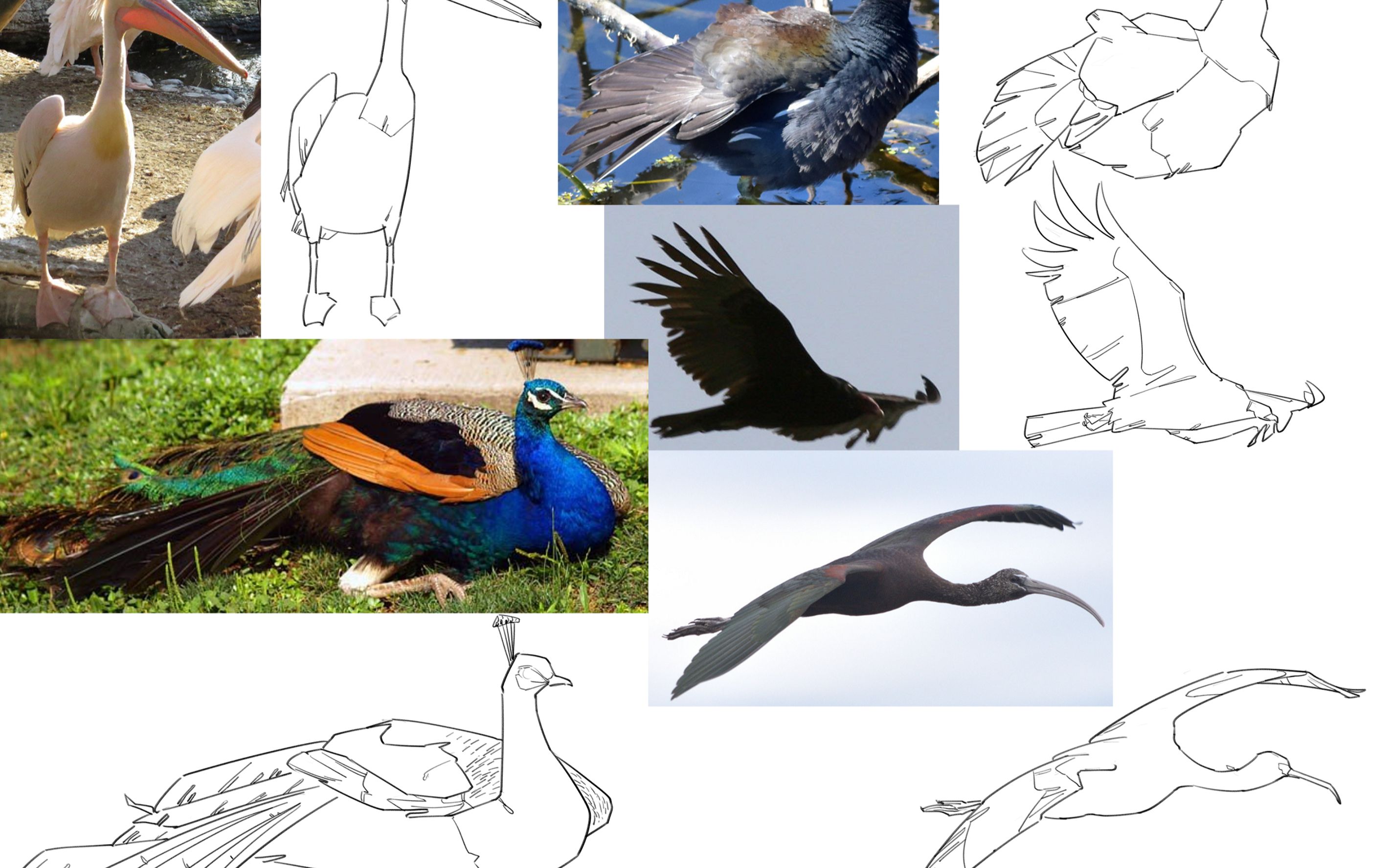 鸟类-速写练习(稀有孔雀) 23.4.13