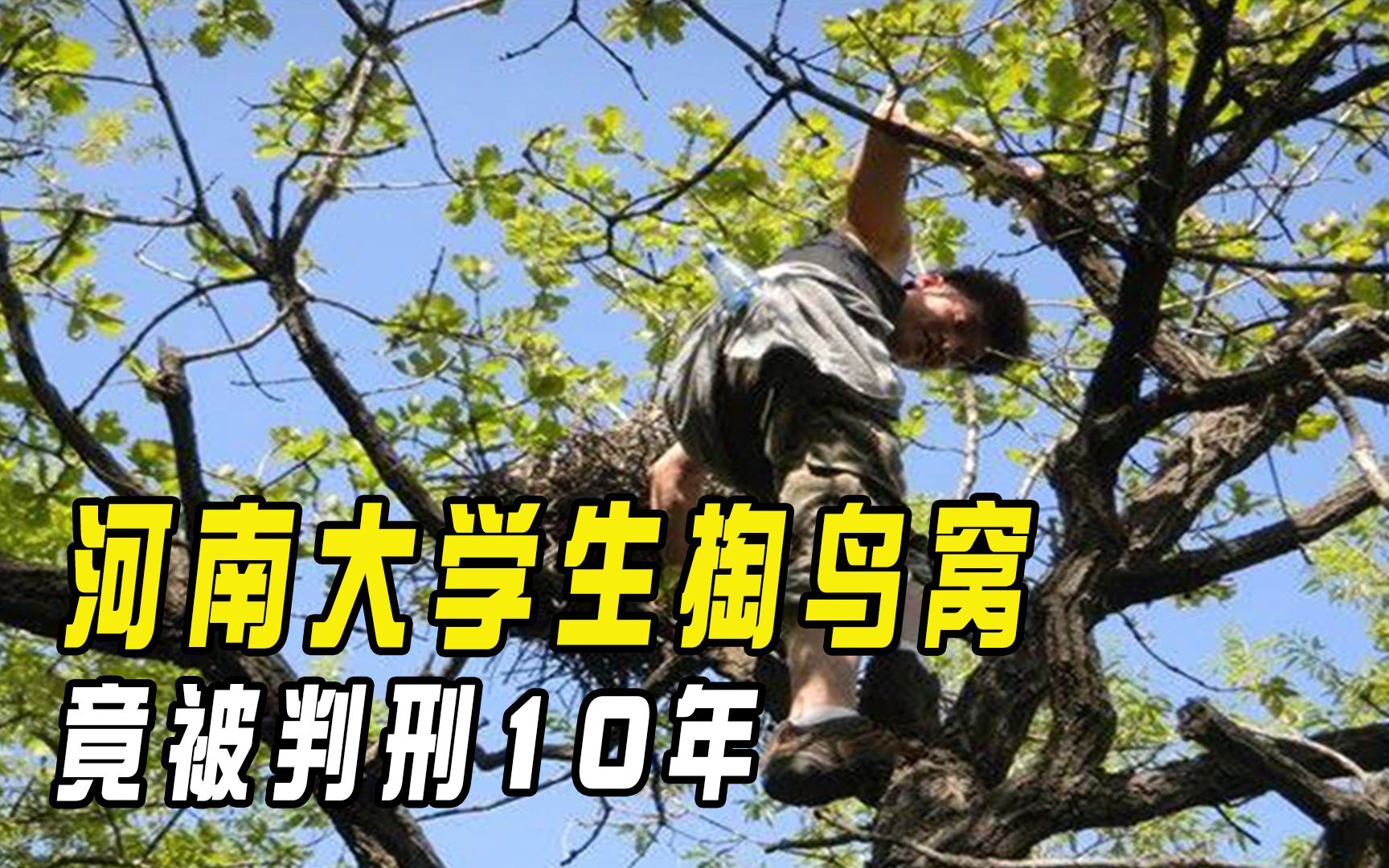 河南大学生掏鸟窝,竟被判刑10年,这究竟是怎么回事?