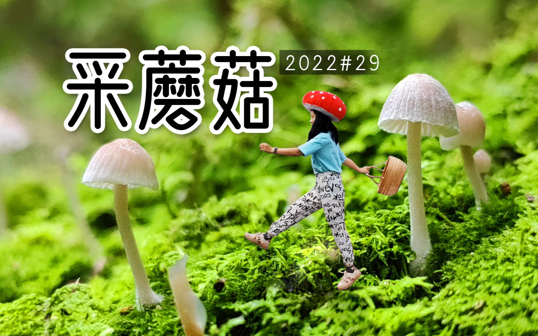 [图]紫溪山采蘑菇奇遇记1：林间溪边躲藏着好多神奇的蘑菇，吃斋饭，住寺庙