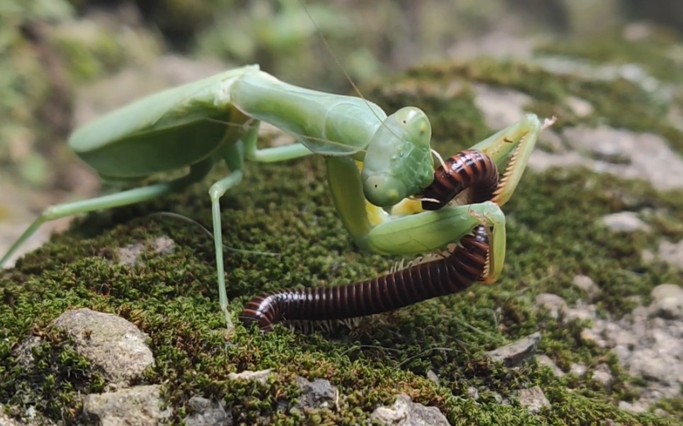 螳螂吃什么铁线虫图片