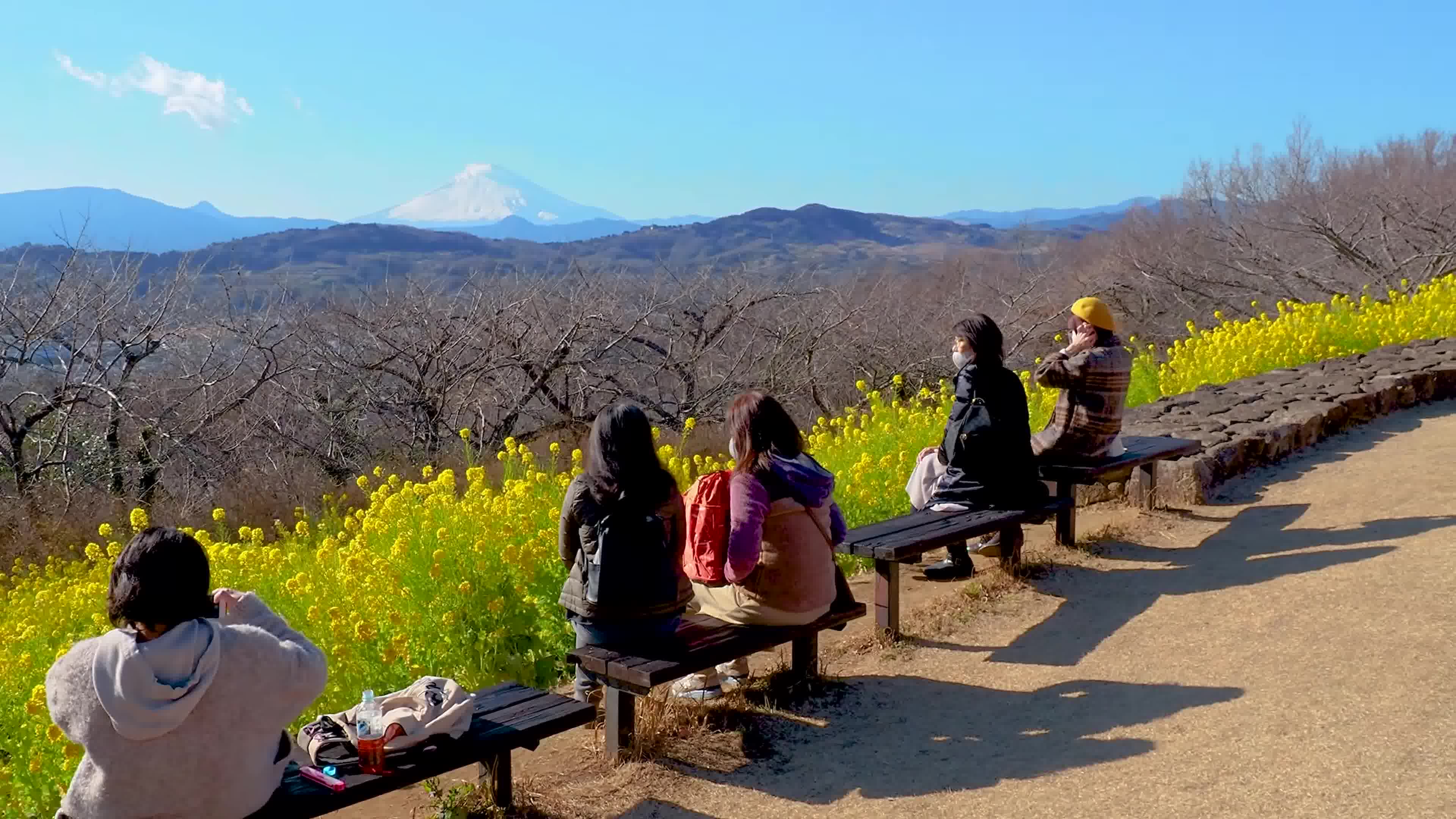 [图]The_Earliest_Spring_Flowers_at_Kanagawa_and_Shizuoka_area._4K__土肥桜__吾妻山公园