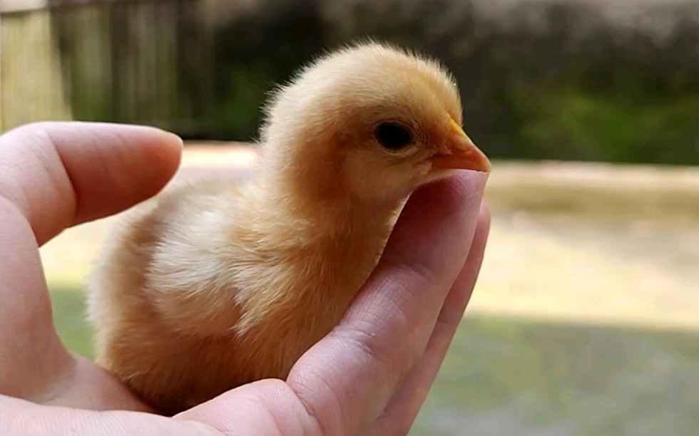 活动作品刚出生的小鸡崽儿叽叽喳喳