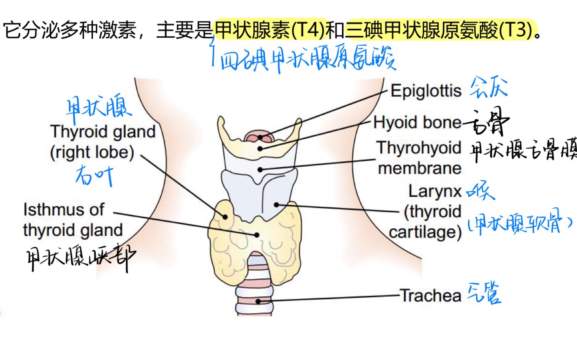 寶仔 醫學英語筆記 第13節 the endocrine system 內分泌系統