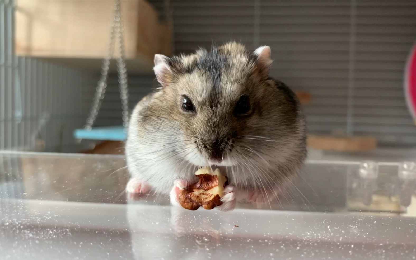 仓鼠阿屎终于吃到了自己的小核桃