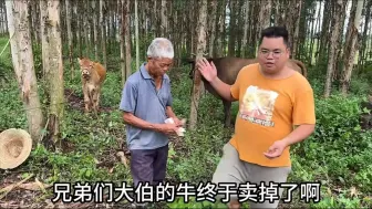 大伯的小牛卖了4500块钱