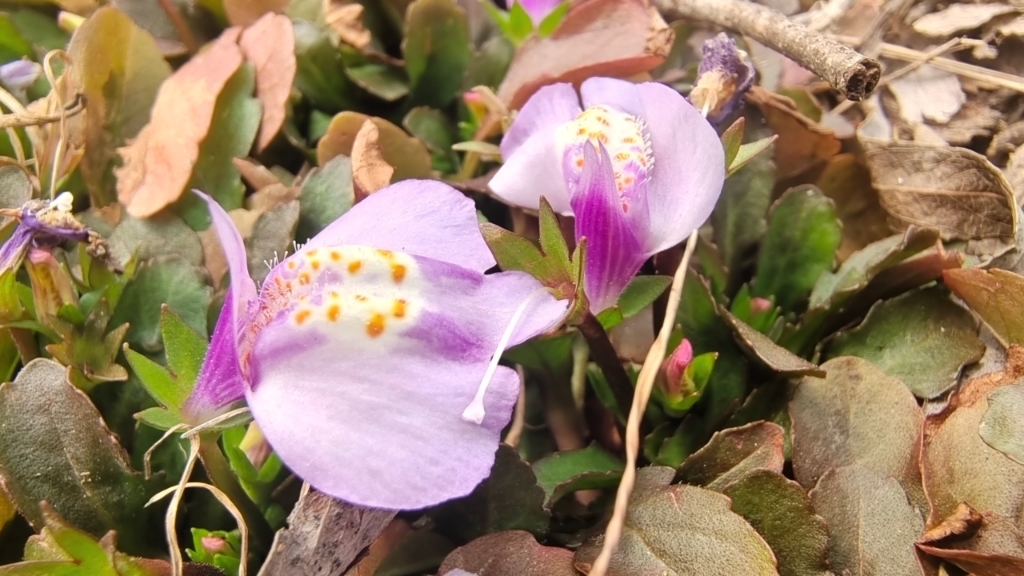 吉安随拍:花花草草之通泉草