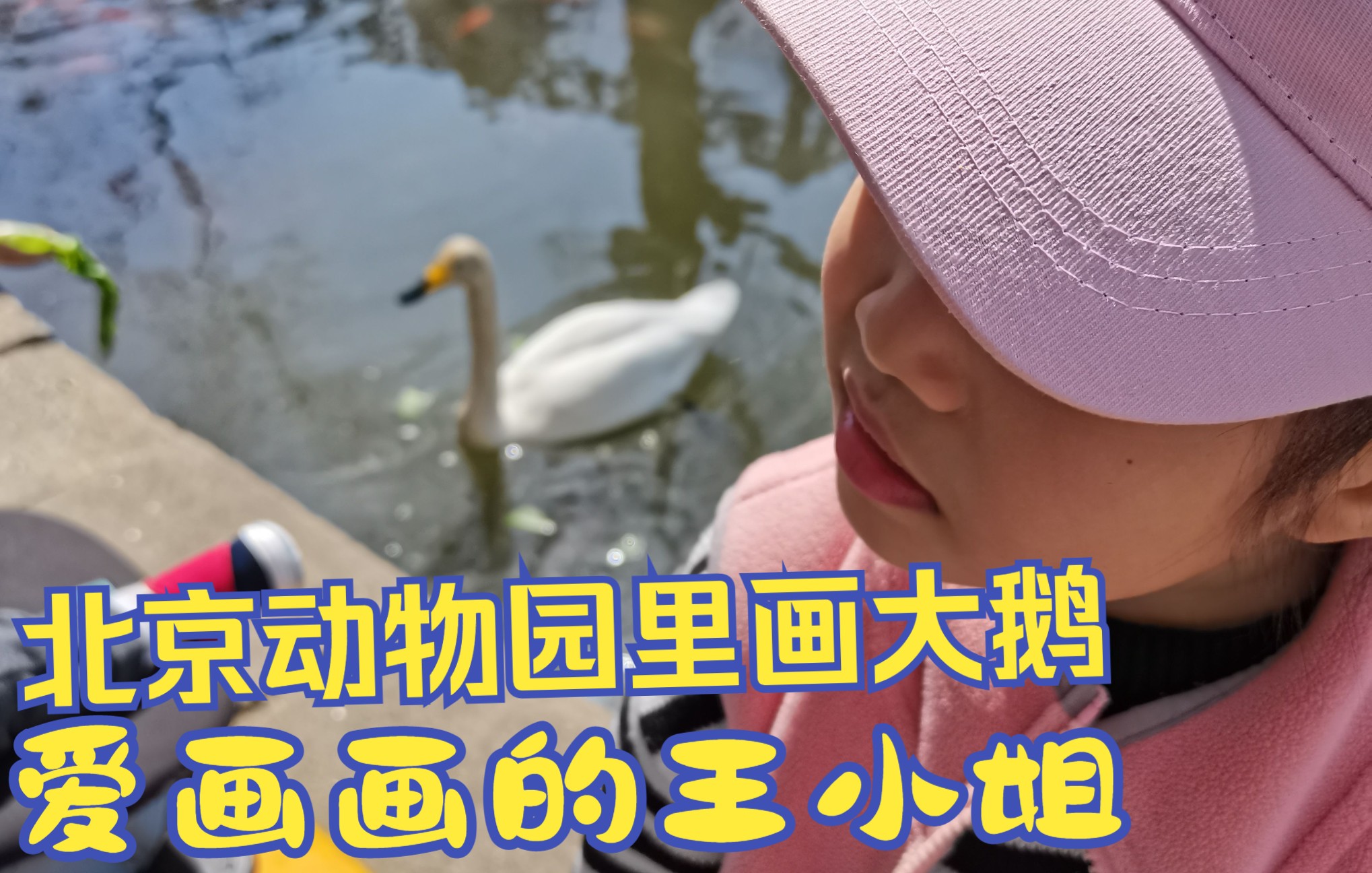 邊走邊畫 北京動物園畫大鵝