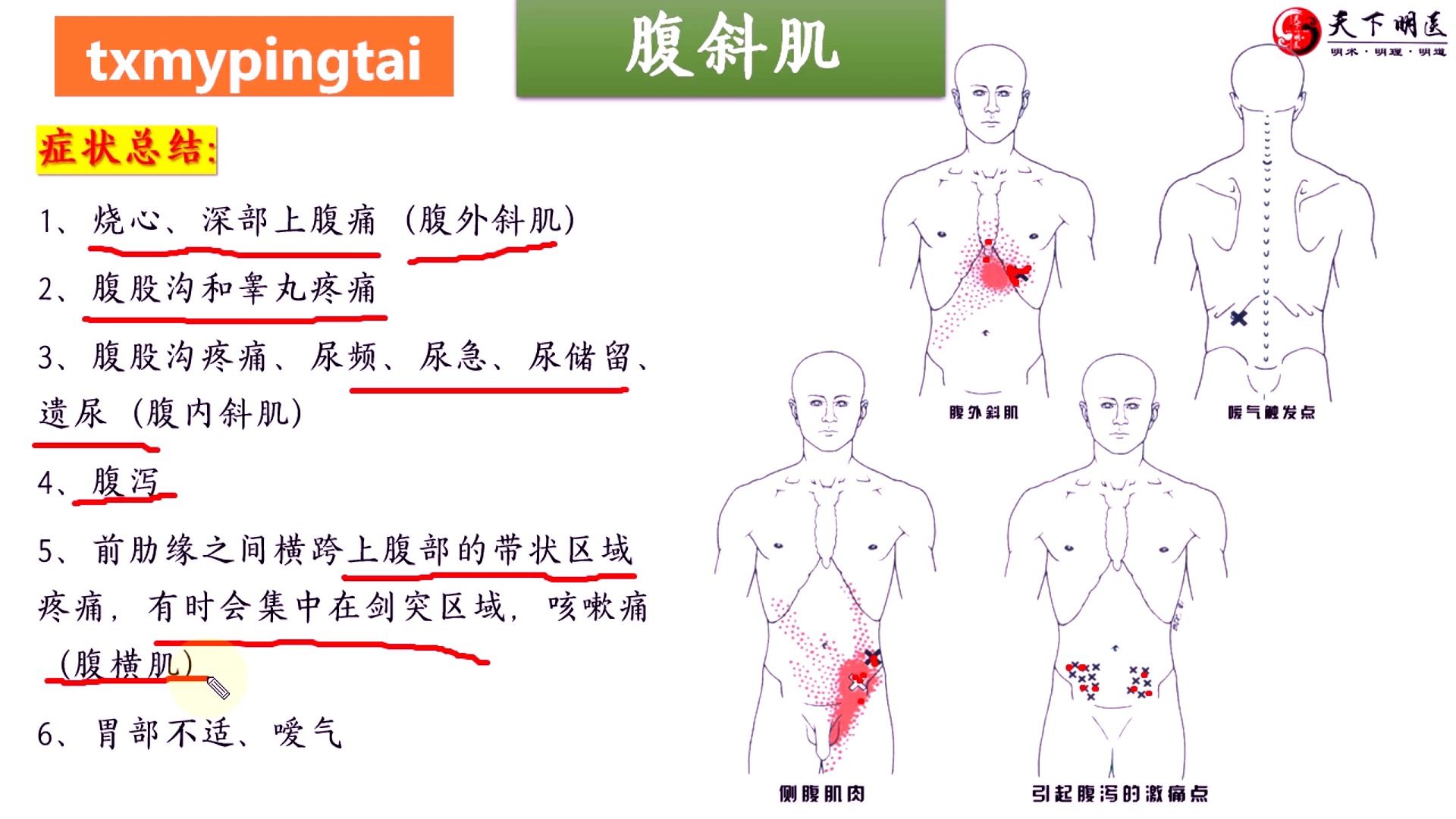 腹内斜肌解剖图图片