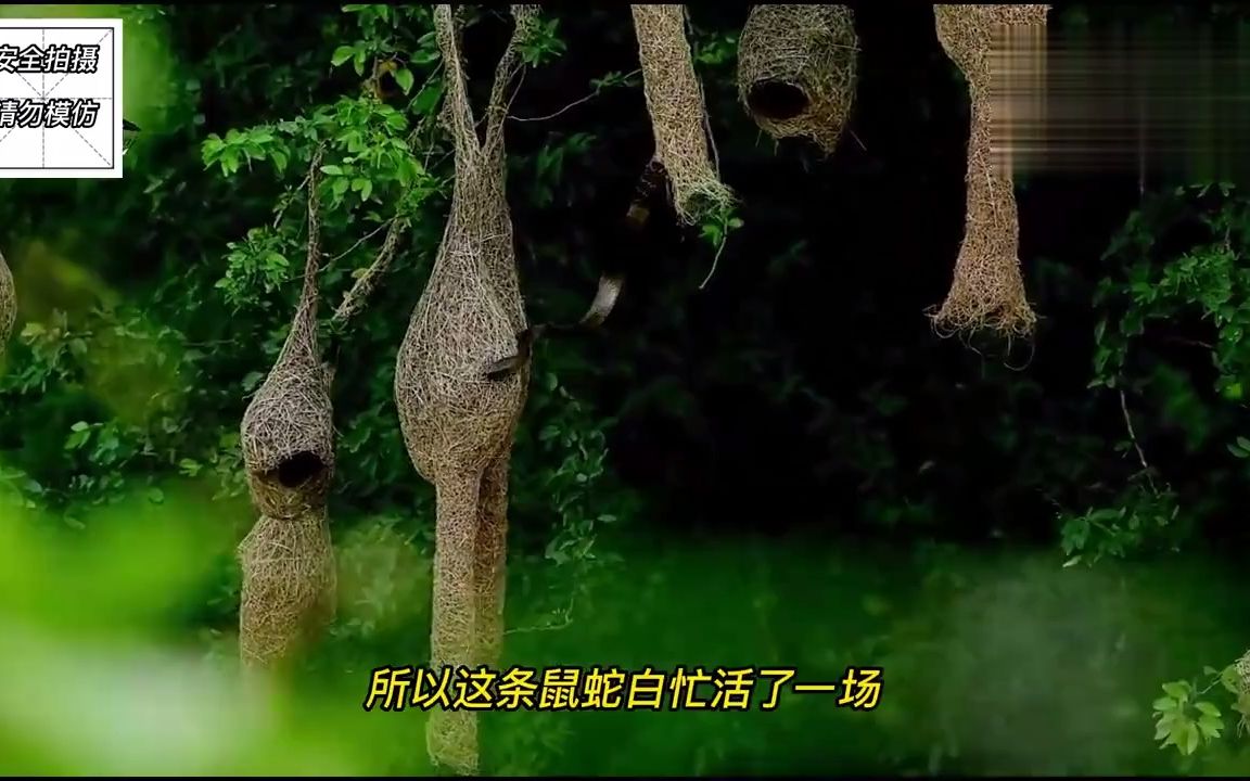 织布鸟天敌图片