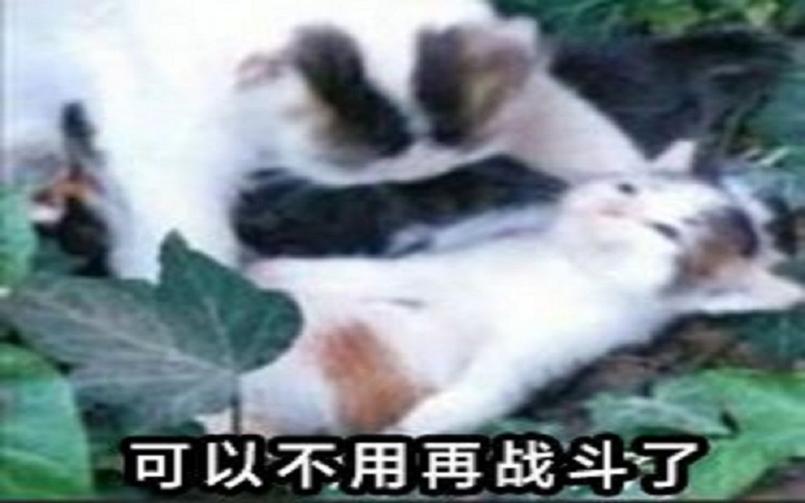 【mhgu】猎猫全超特狩猎纪念哔哩哔哩bilibili