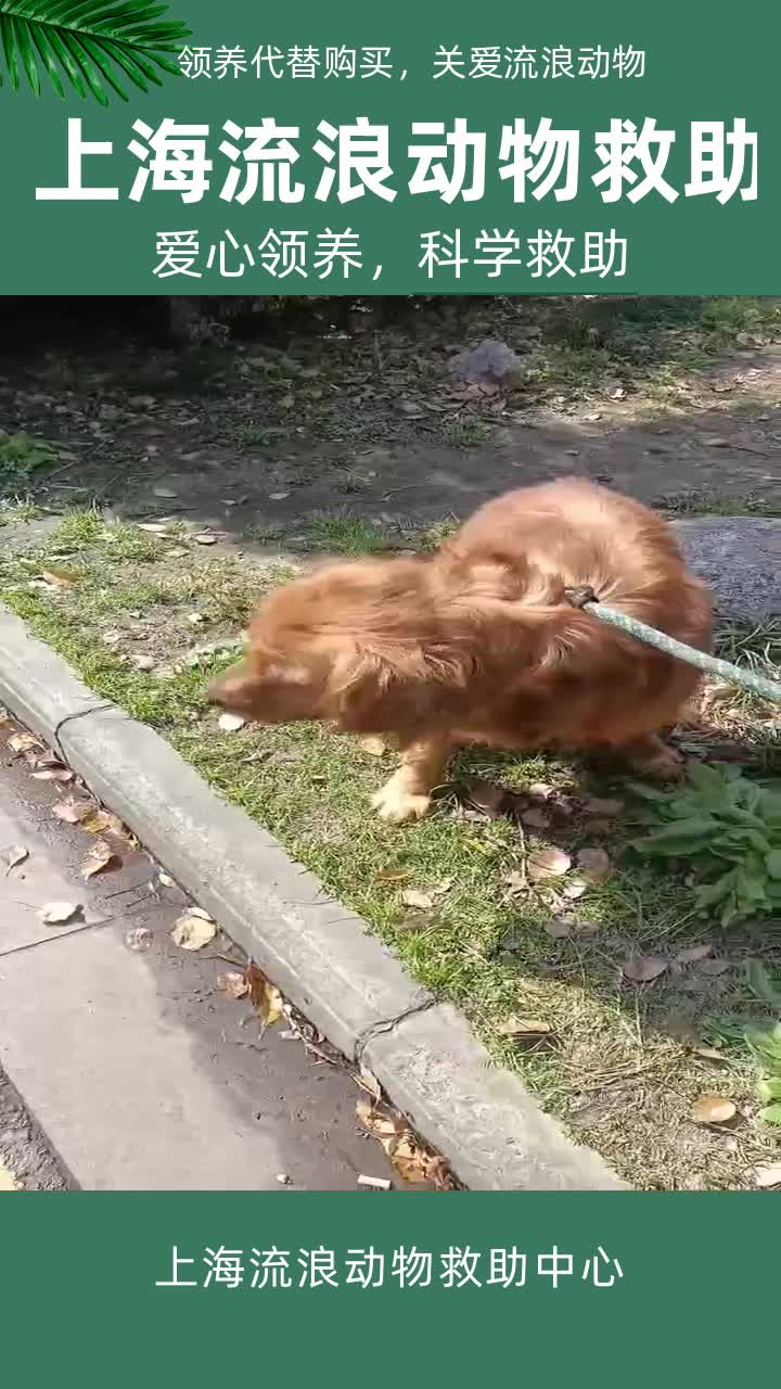 上海崇明区兔子收养站 #上海静安区流浪奶猫帮助 #上海徐汇区宠物收养 #上海嘉定区流浪猫收容中心 #上海闵行区流浪宠物领养站 #上海嘉定区小动物帮助站...