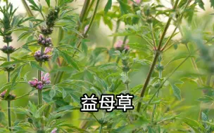 下载视频: 百草歌串烧：认识身边常见的27种中草药