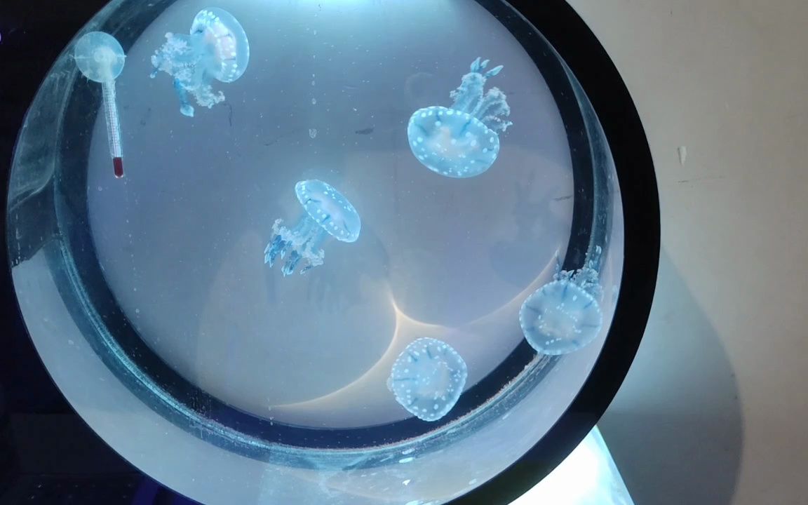 干饭中的巴布亚硝水母