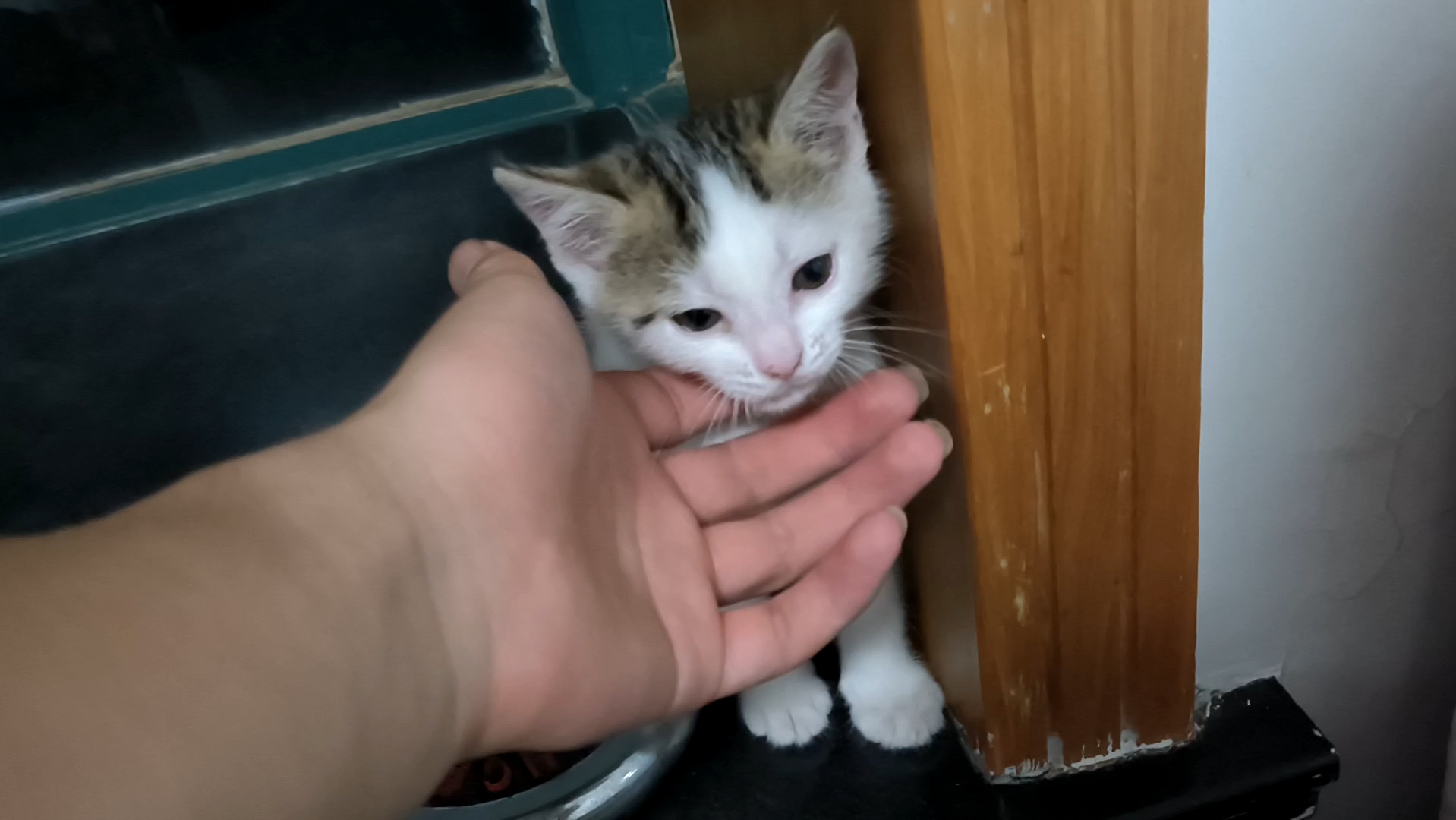 捡到小猫咪 第二十九天