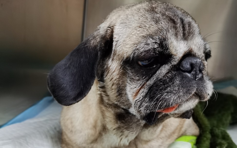 【巴哥】手术后麻药还没过的小呆子