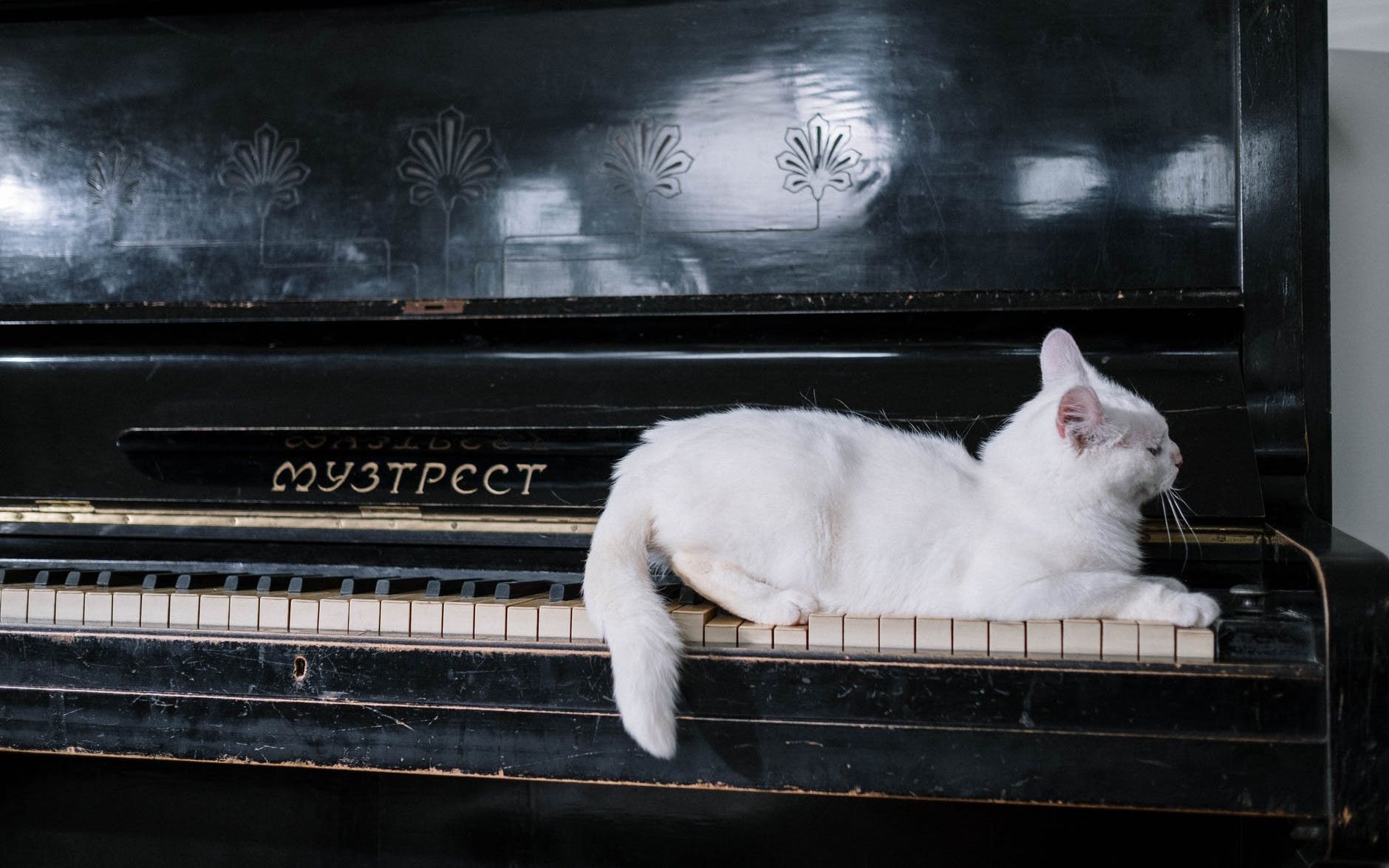 橄榄赏析第84期圣桑动物狂欢节钢琴家