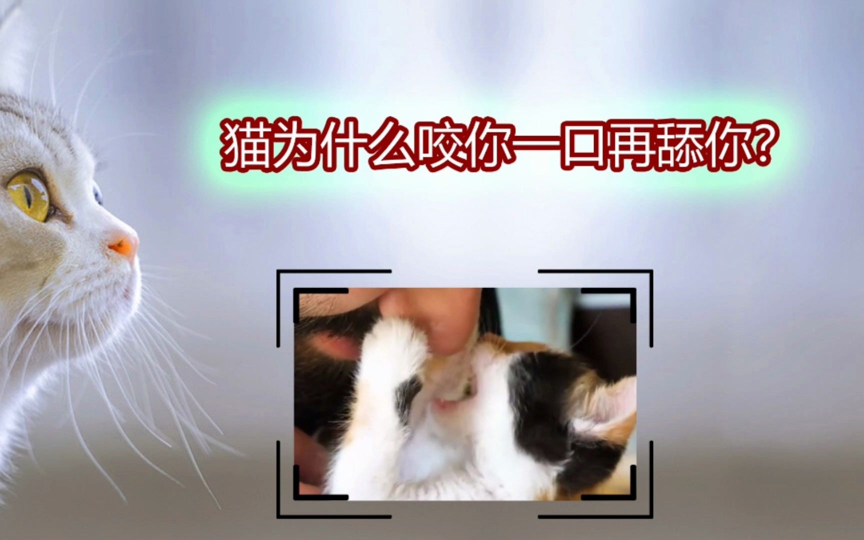 猫为什么咬你一口再舔你?哔哩哔哩bilibili