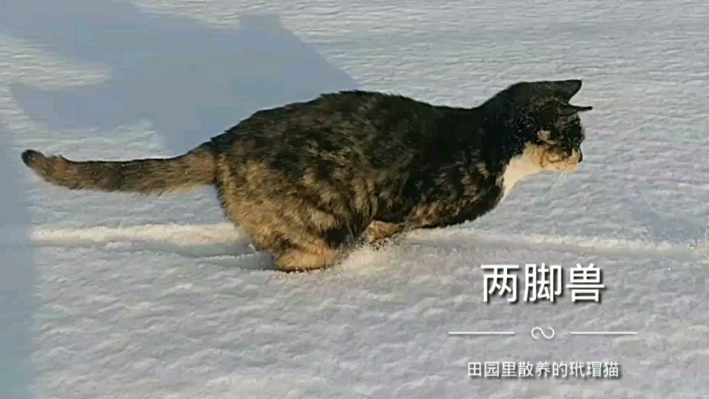 [图]田园功夫玳瑁猫，雪地里疯狂飞奔捕猎演练