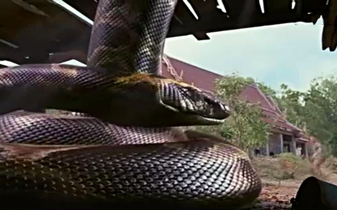 变异巨蟒蛇2图片