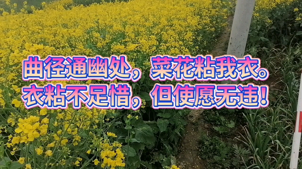 曲径通幽处,菜花粘我衣.衣粘不足惜,但使愿无违!哔哩哔哩bilibili