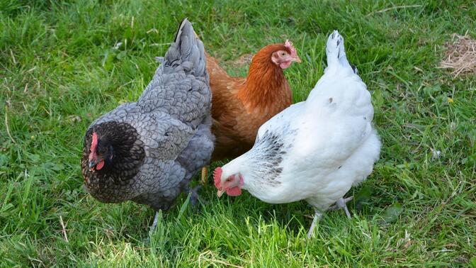 a+hen